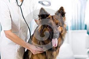 Clinical dog examination by veterinary doctor with stethoscope in office