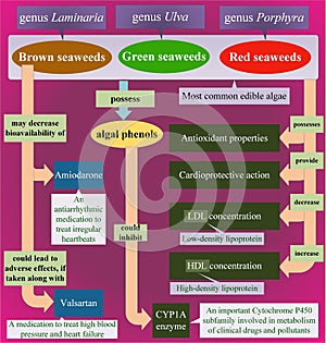 Clinical properties of seaweeds and drug interactions