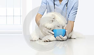 clinically tested products veterinary examination dog, with kibble dry food in bowl, on table in vet clinic, animal diet concept photo