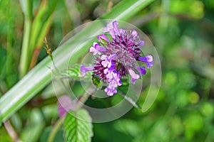 Clinopodium chinense Benth. Kuntze family LamiaceaeThe flavor of the Chinese in the bay of Akhlestyshev on the island of Russi