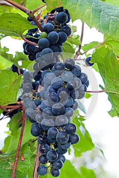 Clinton red wine grapes