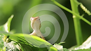 Clip of a oriental garden lizard in nature