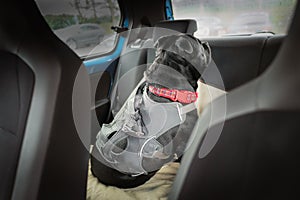 Clip and strap attached to the harness of a Staffordshire Bull Terrier dog who is in the back of a car looking out of the back