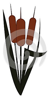 Clipart of a cattail plant/Typha vector or color illustration