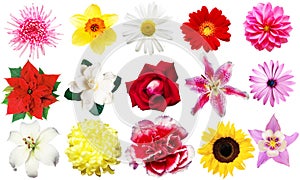 Clipart flowers photo