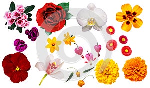 Clipart flowers