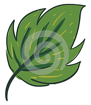 Clipart of an ovate green leaf with a margin small yellow lines and alternate venation vector or color illustration