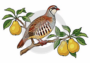 Clipart partridge in pear tree