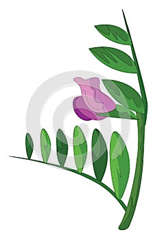 Clipart of the vetch flower, vector or color illustration