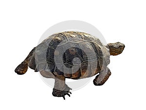 Clipart of wild desert tortoise Gopherus Agassizii from behind  isolated on white