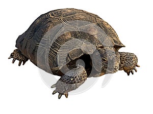 Clipart of wild desert tortoise Gopherus Agassizii isolated on white