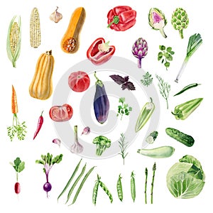 Clipboard of handpainted watercolor organic vegetable cliparts