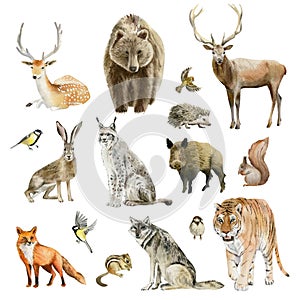 Clipboard set of watercolor hand drawn animal cliparts