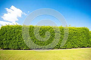 clipped boxwood hedge under bright midday sun