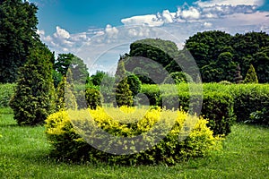 Clipped bushes in topiary different shape in the background deciduous trees.