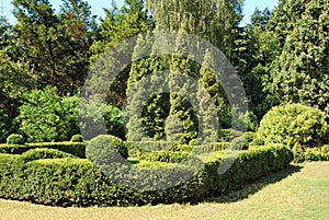 Clipped Buxus and fir tree