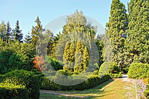 Clipped Buxus and fir tree