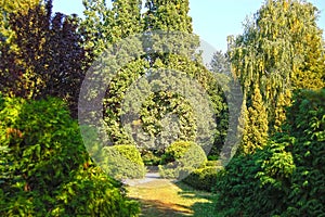 Clipped Buxus and fir tree