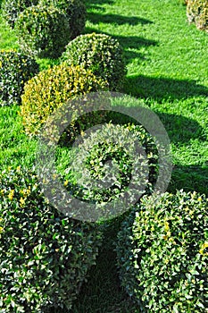 Clipped Buxus semperviren