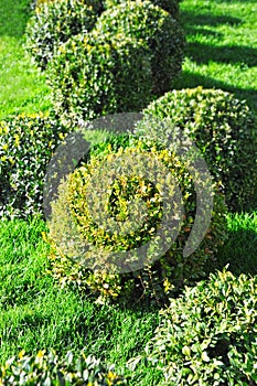 Clipped Buxus sempervirens