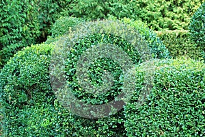 Clipped Buxus sempervirens