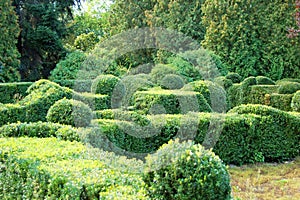 Clipped Buxus sempervirens