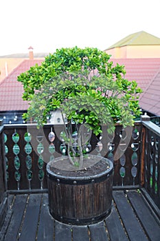 clipped buxus sempervirens . Ball-trimmed boxwood in large clay pots as a garden decoration . Big evergreen tree Buxus