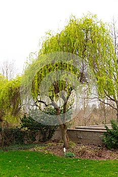 Clipped curly willow in April. Prague. Vertical slide