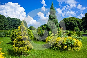 Clipped evergreen thuja bushes in topiary different shape.