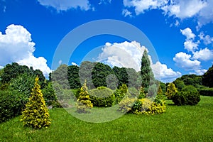 Clipped evergreen thuja bushes in topiary different shape.