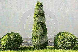 Clipped evergreen thuja trees on background of building wall. Cupressaceae, plants of Cypress families. Copy space.
