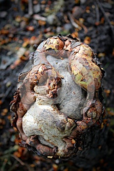 Clipped gnarled cypress root stump