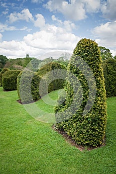 Clipped Hedge-Topiary-Trimmed hedge