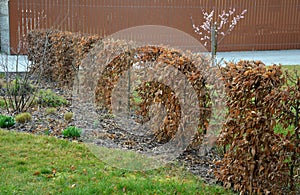 clipped hedgerow Carpinus betulus leaves remain on branches often all winter it is a tree that is grown as a shrub