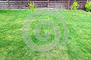 Clipped lawn with young trees near wooden fence