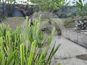 clipped plants in the backyard