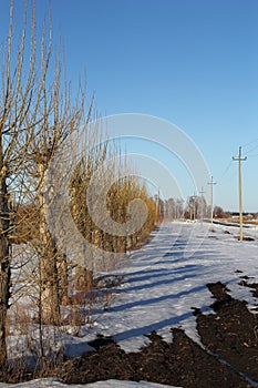 Clipped poplar (trees) in the spring