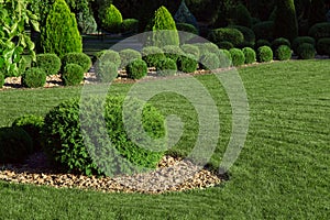 Clipped thuja bush with yellow stone mulching.