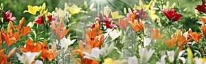 Clipped to banner size image of lilies taken in outdoors.