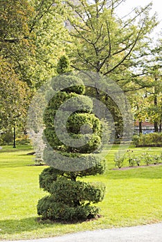 Clipped topiary spiral at Halifax Public Gardens in Halifax, Nova Scotia, Canada