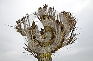 Clipped tree crown