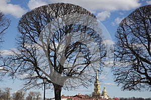 Clipped trees on the arrow of the Vasilievsky Island