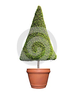 Clipped triangle cone shape symmetrical topiary tree on clay pot isolated on white background for outdoor and garden design