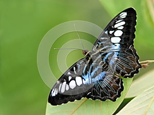 Clipper butterfly photo