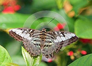 clipper butterfly on green leaves wings open