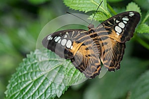 Clipper Butterfly on a Leaf