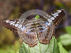 A Clipper Butterfly on a leaf, Pathenos Sylvia violaceae at a Butterfly Farm in the St Andrews Botanic Gardens.