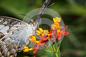 Clipper Butterfly Macro photo