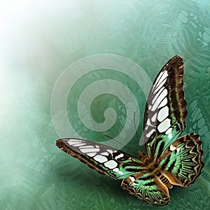 Clipper Butterfly (Parthenos sylvia) The beautiful flying green