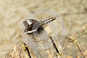 Clipper butterfly ( parthenos sylvia) resting